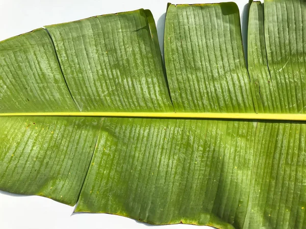 Hoja de plátano verde aislada sobre fondo blanco, hoja de plátano patt — Foto de Stock