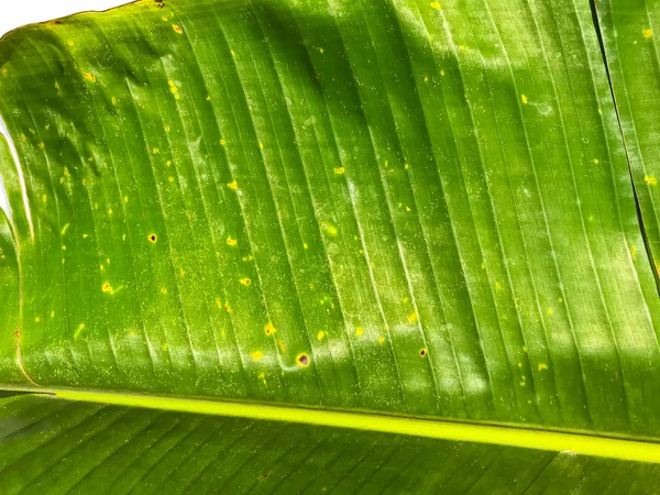 Zelená banánový list izolovaných na bílém pozadí, banánový list patt — Stock fotografie