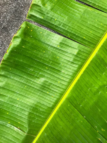 Hoja de plátano verde sobre cemento, patrón de hoja de plátano — Foto de Stock