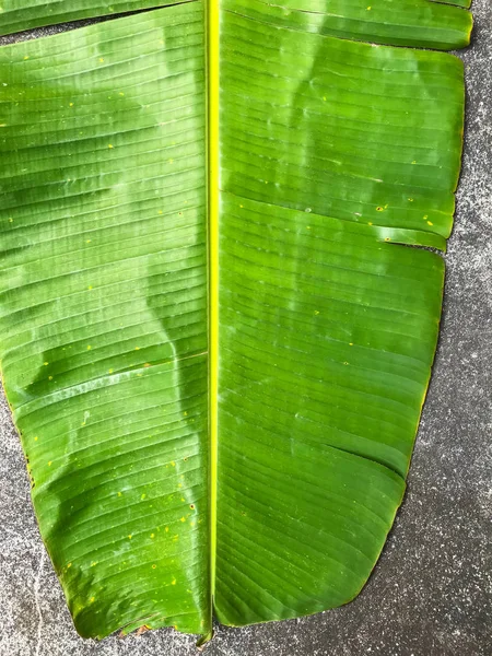 Zelená banánový list na cement, banánový list vzor — Stock fotografie