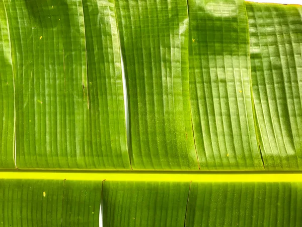 Hoja de plátano verde aislada sobre fondo blanco, hoja de plátano patt — Foto de Stock