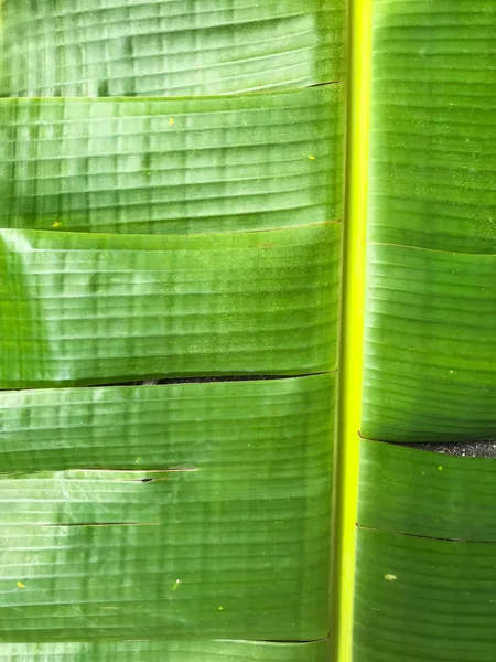 Зеленый банановый лист, банановый лист — стоковое фото