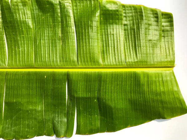 Green banana leaf isolated on white background, Banana leaf patt