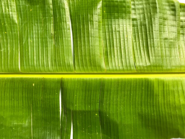 Hoja de plátano verde aislada sobre fondo blanco, hoja de plátano patt — Foto de Stock