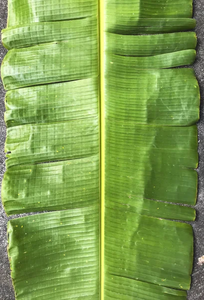 Hoja de plátano verde sobre cemento, patrón de hoja de plátano — Foto de Stock