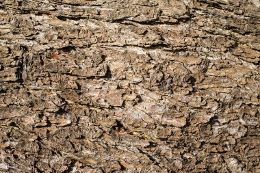 Ağaç yüzey dokusunu arka plan, arka plan, yakın çekim