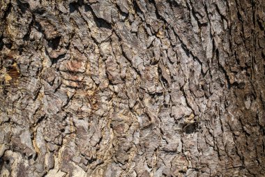 Ağaç yüzey dokusunu arka plan, arka plan, yakın çekim