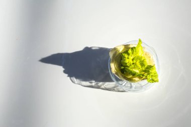 Nappa lahana, Napa, Çin lahanası üzerinde izole whit büyüyor