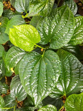 vahşi tembul leafbush veya piper sarmentosum roxb