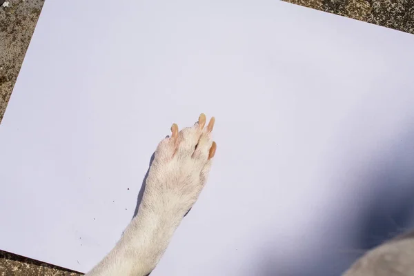 Hundefuß auf weißem Papier, kreatives Konzept — Stockfoto