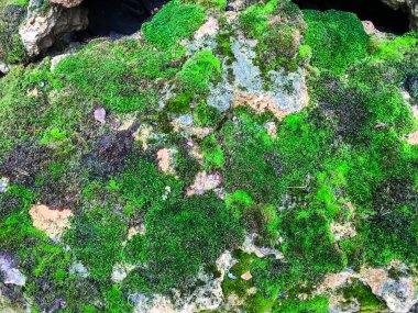 Ormanda taş üzerine yeşil yosun, Soyut arka plan