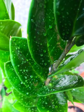 Yağmur damlaları zamioculcas zamiifolia üzerinde bırakır, yağmur damlaları yeşil yaprakları desen
