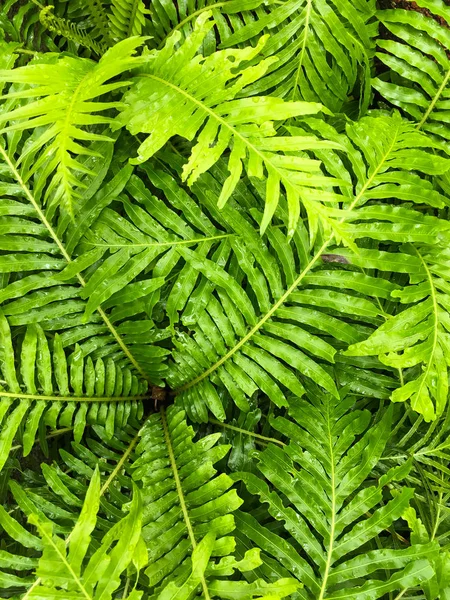 Foglia di felce con gocce di pioggia nella foresta, sfondo di colore verde — Foto Stock