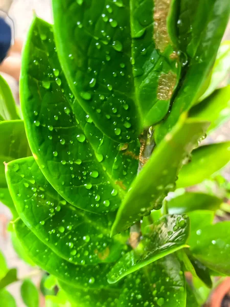 Капли дождя на замиокульку листья замифолии, капли дождя на зеленый — стоковое фото