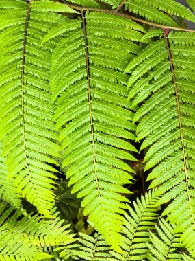 Eğreltiotu yaprakları desen ormanda, yeşil renk arka plan