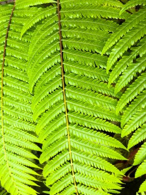 Eğreltiotu yaprakları desen ormanda, yeşil renk arka plan