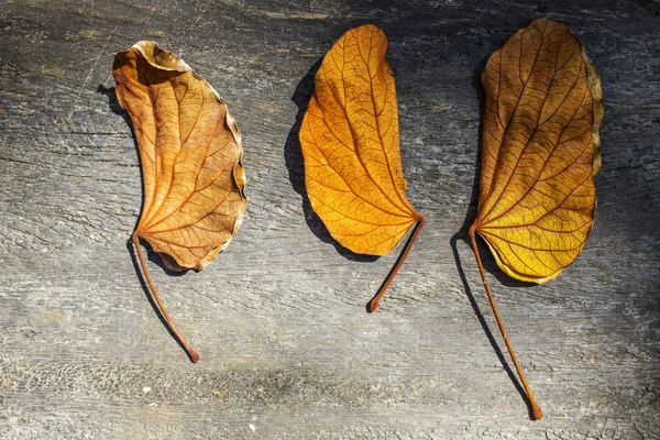 Golden Leaves (Bauhinia aureifolia) on wood, Leaves pattern