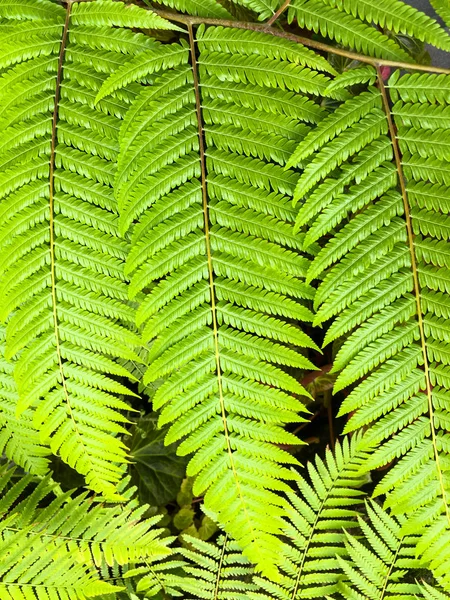 Eğreltiotu yaprakları desen ormanda, yeşil renk arka plan