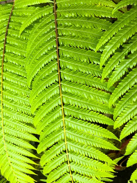 Eğreltiotu yaprakları desen ormanda, yeşil renk arka plan