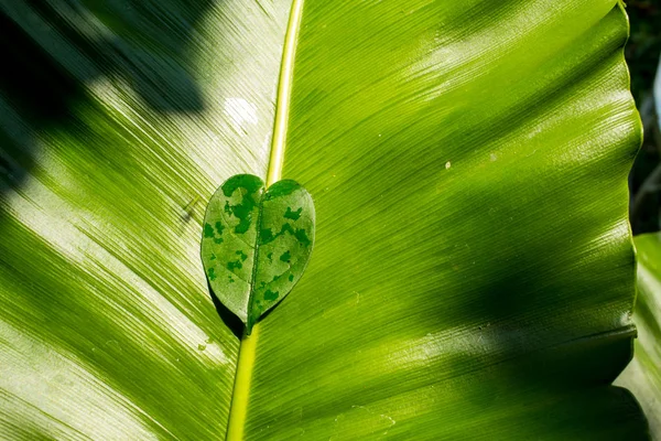 Forma de la hoja del corazón sobre el fondo de la hoja verde, primer plano —  Fotos de Stock