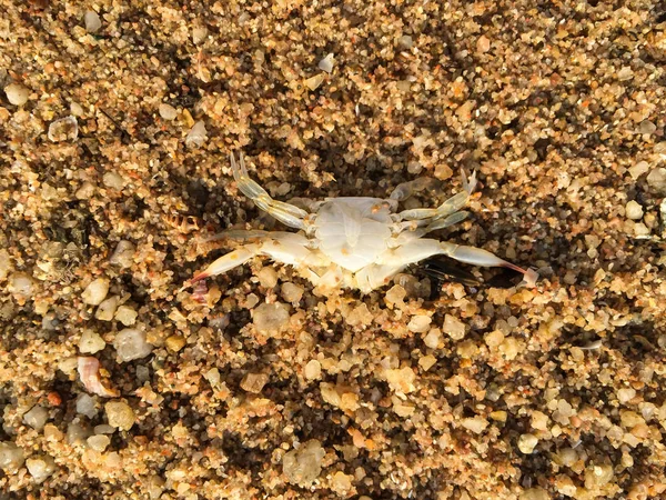 Crabe mort sur la plage de sable doré, plage de thailand — Photo