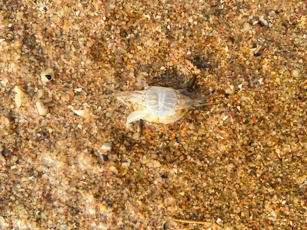 Tote Krabbe am goldenen Sandstrand, thailändischer Strand — Stockfoto