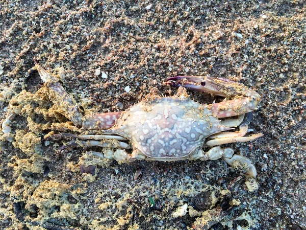 Crabe mort sur la plage de sable, plage de thailand — Photo