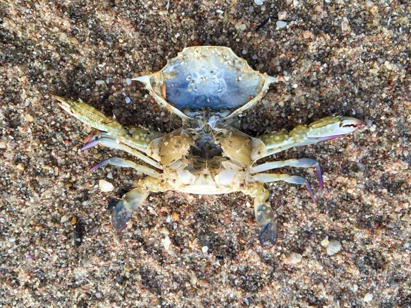 Dead crab on sandy beach, thailand beach — Stock Photo, Image