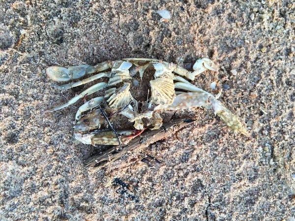 Crabe mort sur la plage de sable, plage de thailand — Photo