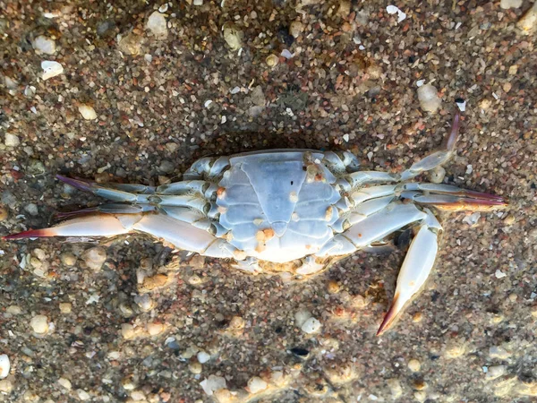 Cangrejo muerto en la playa de arena, tailandia playa —  Fotos de Stock