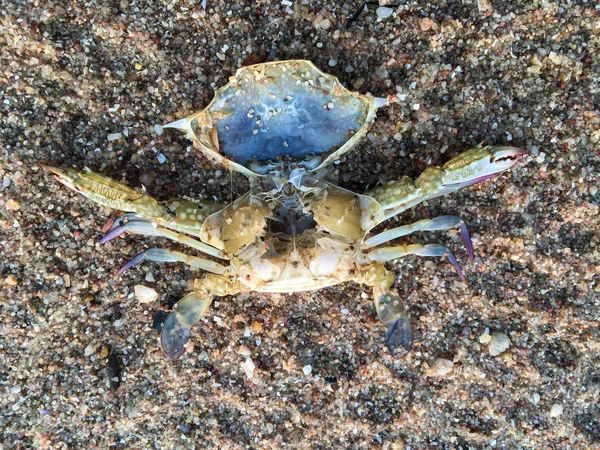 Mrtvej krab na písečné pláži, Thajsko beach — Stock fotografie