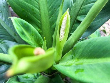 Su ile dieffenbachia çiçek yeşil yapraklar düşer