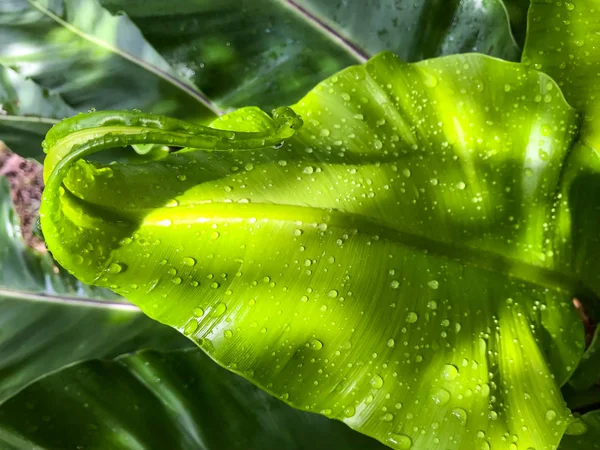 Капли дождя, Капли воды на зеленом молодом листе птичьего гнезда — стоковое фото