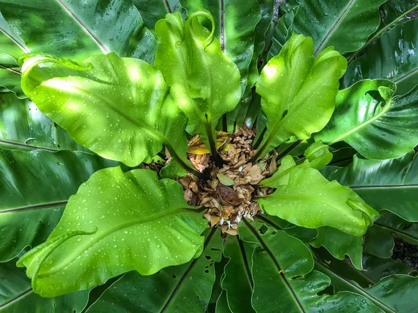 Dešťové kapky, kapky vody na zelený mladý list fer ptačí hnízdo s — Stock fotografie