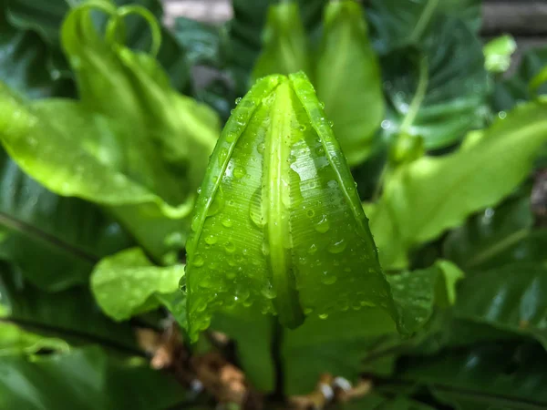 雨滴, 水滴在鸟巢蕨类植物的绿色幼叶上 — 图库照片