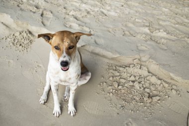 Beach, Tayland beach, sokak köpeği Tay köpek