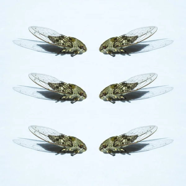 Insetto Cicada su sfondo bianco — Foto Stock