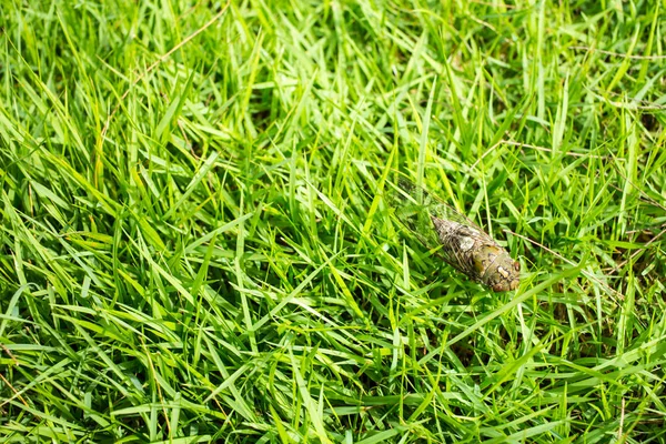Cicada Insect Green Grass Background — Stock Photo, Image