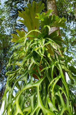 Staghorn ferns ormandaki yeşil yaprak desen