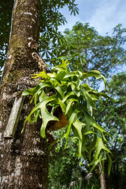 Staghorn ferns ormandaki yeşil yaprak desen