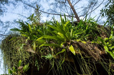 Thatched çatı kulübe, Tayland tesisleri kapalı