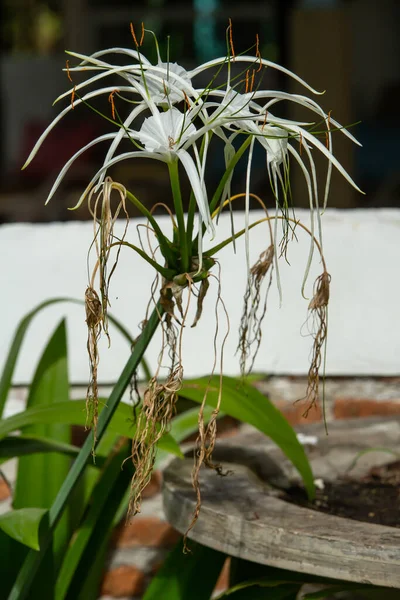 Bílá Pláž Pavouk Lilie Květ Zahradě Close Makro Shot Selektivní — Stock fotografie