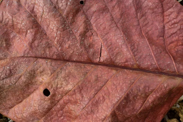 Santol Leaf Close Macro Shot Selective Focus Abstrab Background — стоковое фото