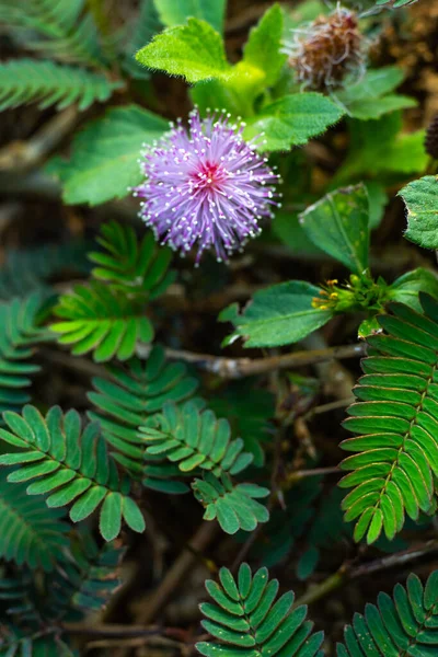 Sensitive Plant Sleepy Plant Touch Mimosa Pudica Plants Purple Flower — Stock Photo, Image