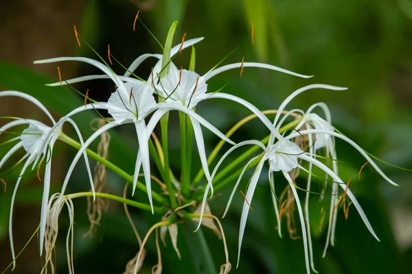 Playa Blanca Flor Lirio Araña Jardín Primer Plano Macro Shot — Foto de Stock