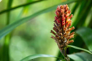Kırmızı çiçek bulanık bahçede solmuş, yakın çekim ve Marco, seçici odak, soyut grafik tasarım