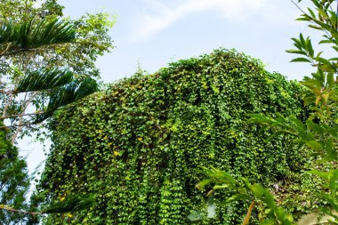 Fil Sürüngeni, Gümüş Sabah Şanı eve yerleştirilmiş, soyut arka plan