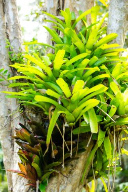 Ağaca yapışan Bromeliad ağacı (Aechmea fasciata, Guzman, Urn Plant), soyut grafik tasarımı