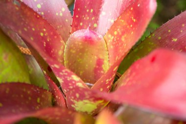 Thorn in Bromeliad tree ( Aechmea fasciata, Guzmania, Urn Plant ) in the garden, Close up & Macro shot, Selective focus, Abstract graphic design