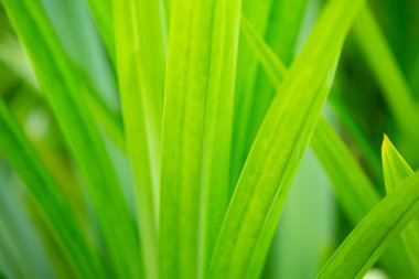 Bromeliad tree ( Aechmea fasciata, Guzmania, Urn Plant ) in the garden, Close up & Macro shot, Selective focus, Abstract graphic design